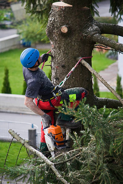 Why Choose Our Tree Removal Services in Hastings, PA?